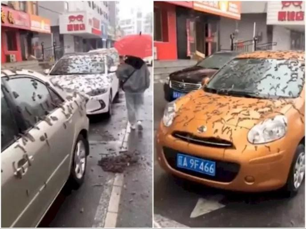 Video Momen Hujan Cacing di China