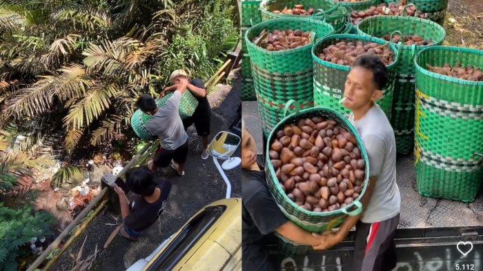 Video Salak Dibuang ke Sungai di Banjarnegara, Ini Penyebabnya