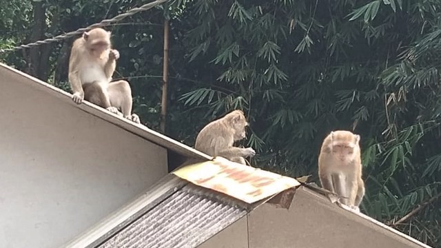 Viral Aksi Monyet Curi Ketupat hingga Makanan Lebaran di Bandung