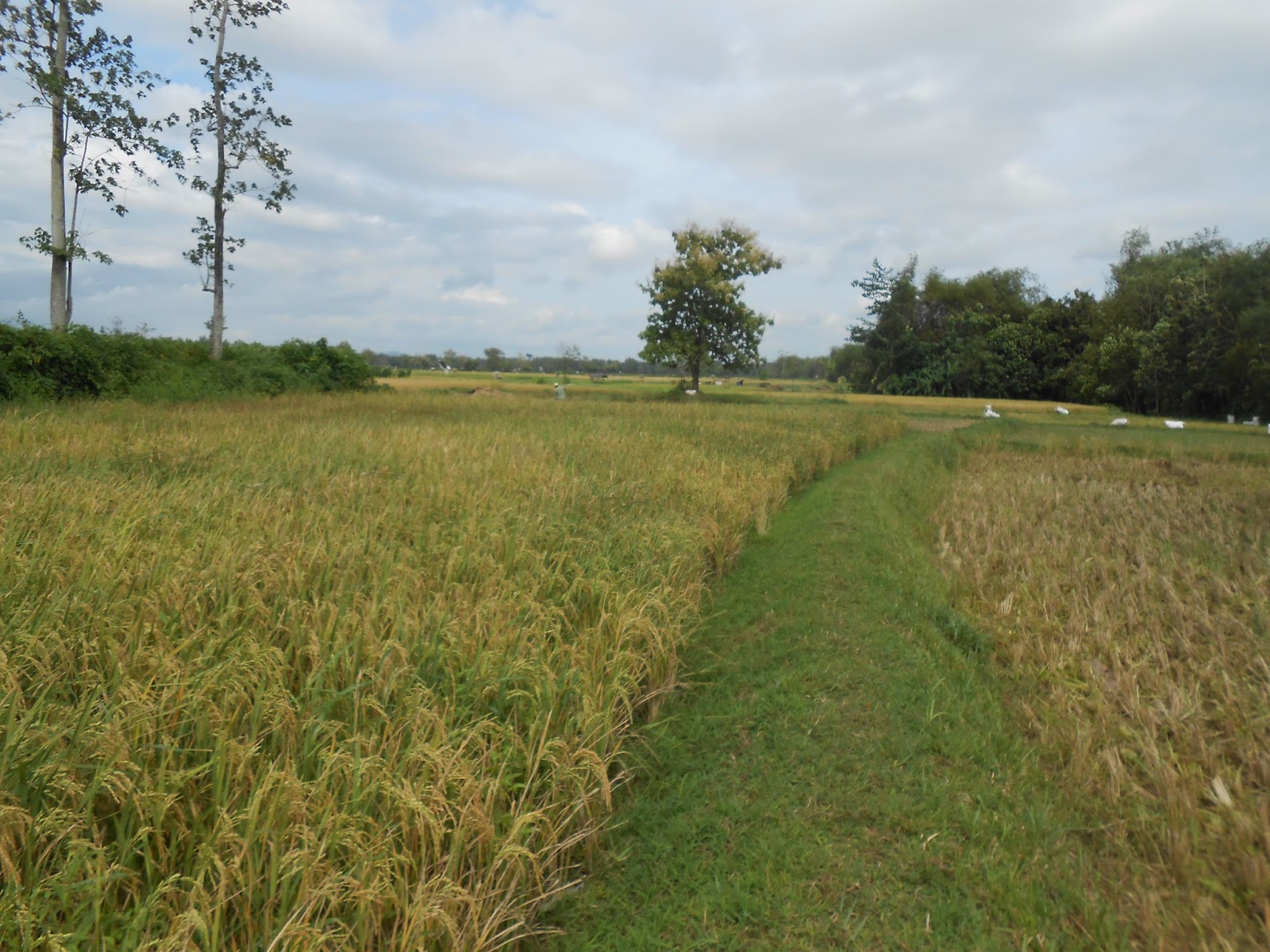 Viral Bapak Bapak Petani Sholat Berjamaah di Sawah Netizen: Taat Kewajiban di Mana pun Berada