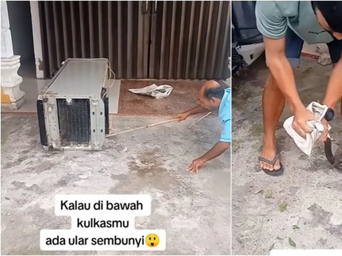 Viral Bapak bapak Tangkap Ular yang Ada di Dalam Kulkas, Ini yang Terjadi