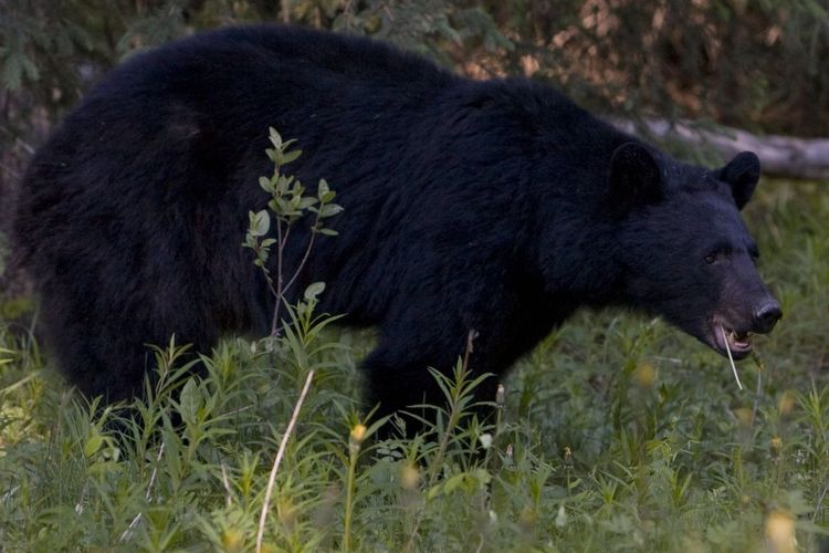 Viral Beruang Lagi Rileks di Pohon, Jadi Tontonan Warga Aceh