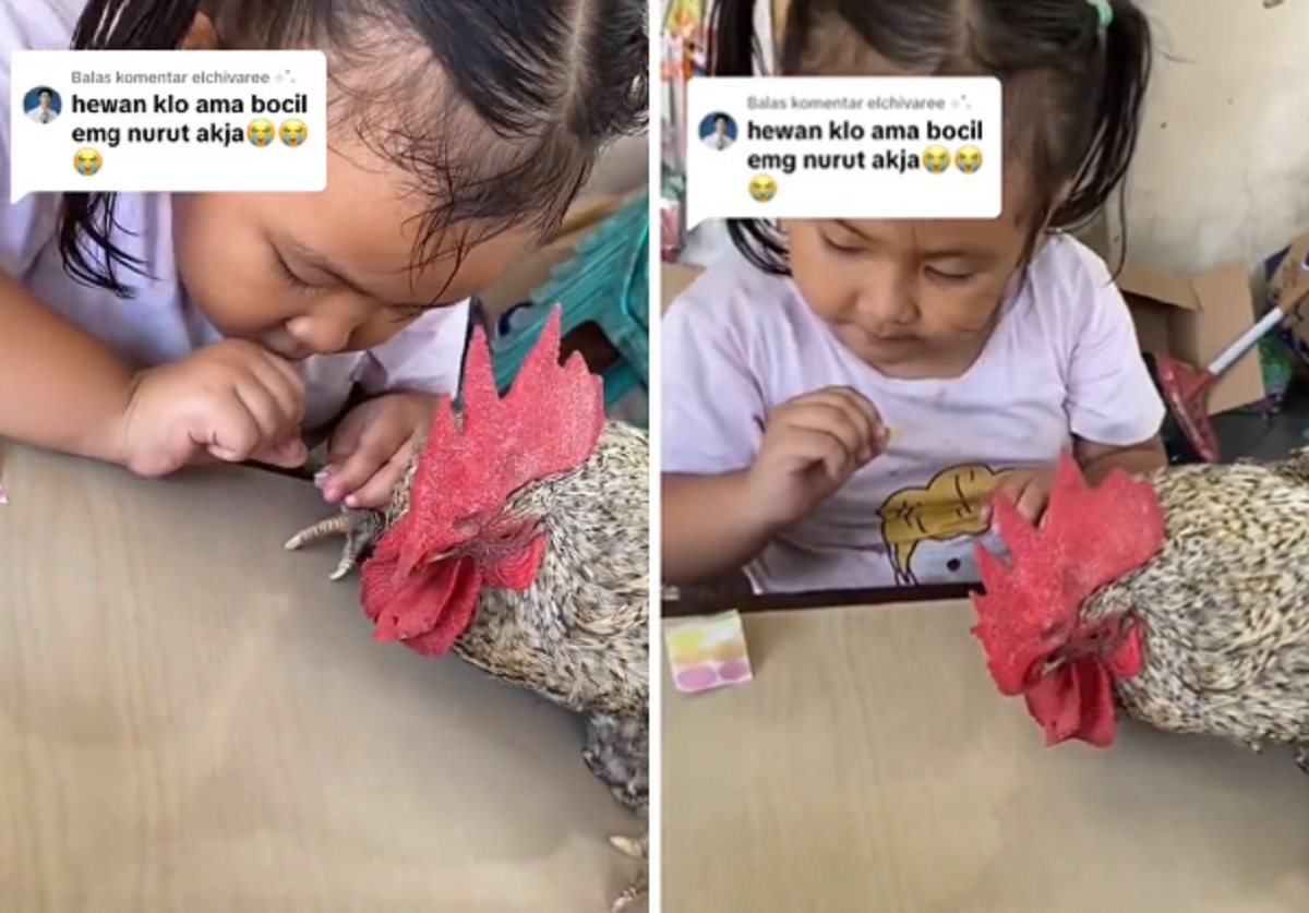 Viral Bocil Dandani Kuku Ayam Netizen Bingung dengan Tingkah Randomnya