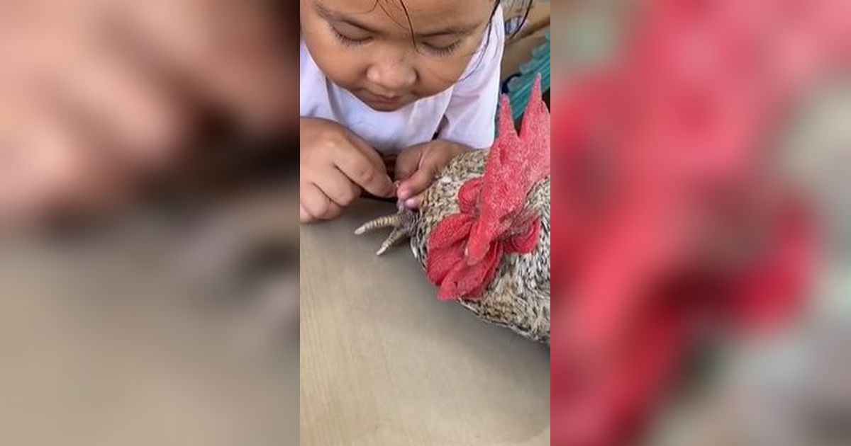 Viral Bocil Dandani Kuku Ayam Netizen Bingung dengan Tingkah Randomnya