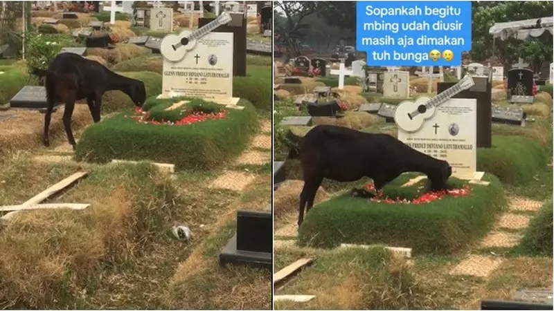 Viral Kambing Makan Bunga di Atas Makam Glenn Fredly Posisi Kaki Jadi Sorotan