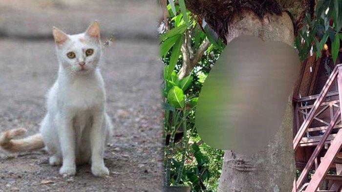 Viral Kucing Dipaku di Pohon Perumahan Malang