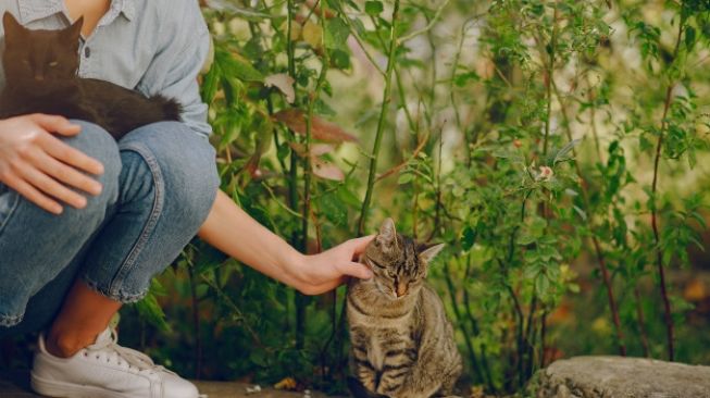 Viral Kucing di Tarakan Enggan Makan Jika Belum Dapat Pujian