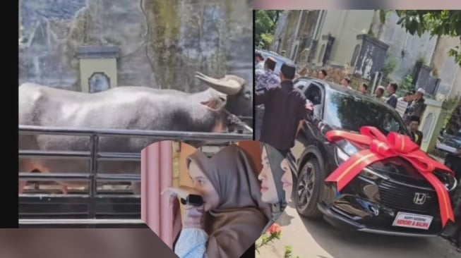 Viral Lamaran Cowok Bawa Mobil Honda HRV dan Motor PCX hingga Kerbau Besar