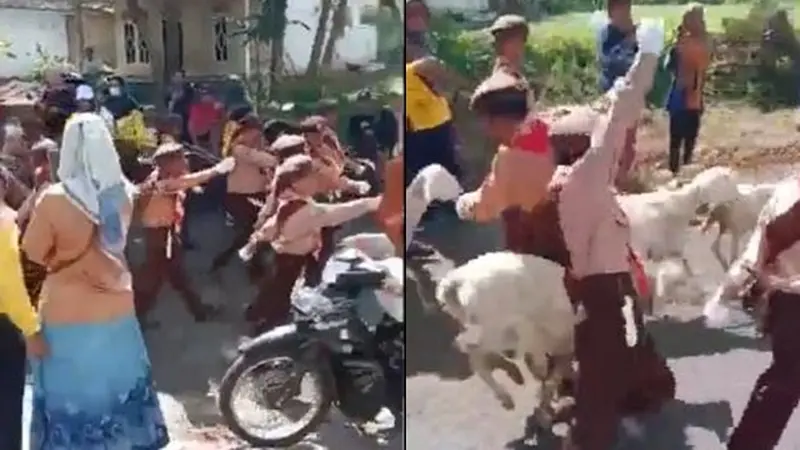 Viral Momen Gerak Jalan Anak SD Dibubarkan Oleh Rombongan Kambing