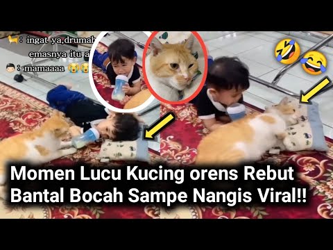 Viral Momen Kocak Kucing Rebut Bantal Anak Kecil Ini Sampai Bikin Nangis