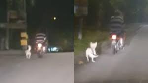 Viral Pemotor di Jambi Ikat dan Seret Anjing Polisi Selidiki