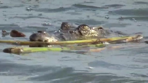 Viral Penampakan Buaya di Sungai Musi Palembang