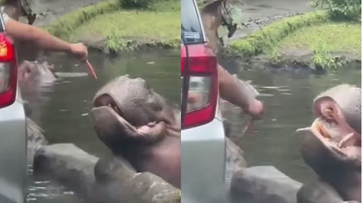 Viral Pengunjung Beri Makan Kuda Nil Sampah, Taman Safari Buka Suara