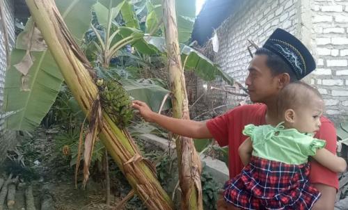 Viral Pohon Pisang Unik Buah Muncul di Tengah Batang Bikin Heran