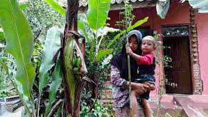 Viral Pohon Pisang Unik Buah Muncul di Tengah Batang Bikin Heran