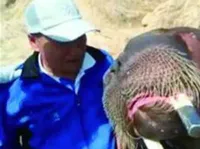 Viral Pria Tewas Usai Selfie Bareng Walrus Raksasa