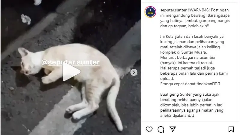 Viral Puluhan Kucing Mati di Sunter, Pemprov DKI Turun Tangan