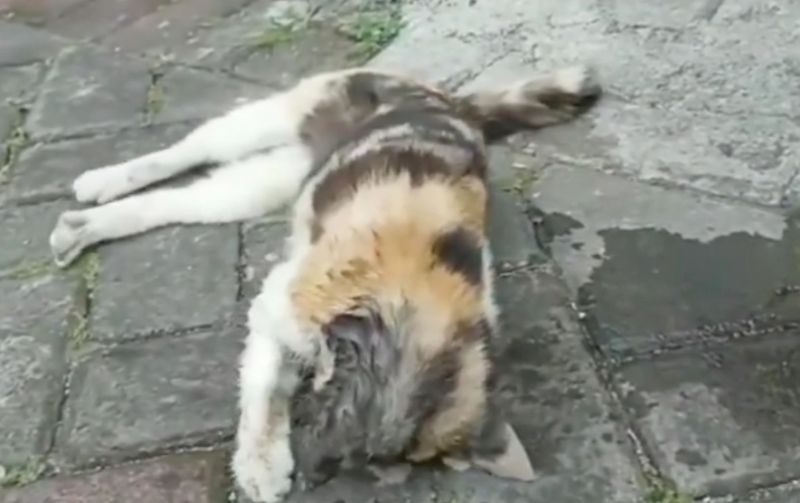 Viral Puluhan Kucing Mati di Sunter, Pemprov DKI Turun Tangan