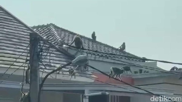 Viral Puluhan Monyet Serbu Perumahan di Depok, Jalan jalan di Genting