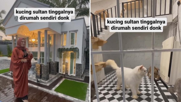 Viral Rumah Kucing yang Lebih Mewah Dari Rumah Netizen