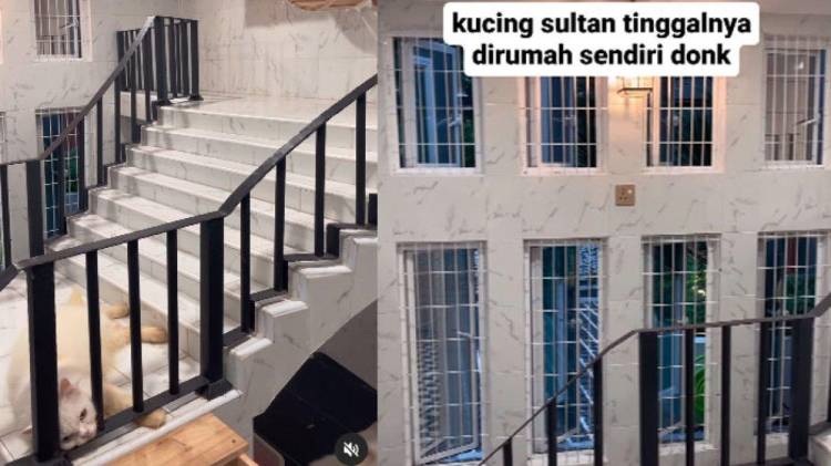 Viral Rumah Kucing yang Lebih Mewah Dari Rumah Netizen