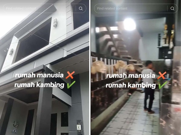 Viral Rumah Minimalis 2 Lantai Dikira Dihuni Manusia, Ternyata Kandang Kambing