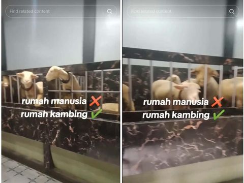 Viral Rumah Minimalis 2 Lantai Dikira Dihuni Manusia, Ternyata Kandang Kambing