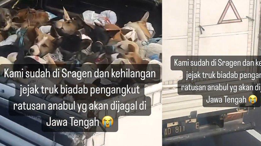 Viral Truk Pengangkut Ratusan Anjing, Diduga Dikirim ke Sragen