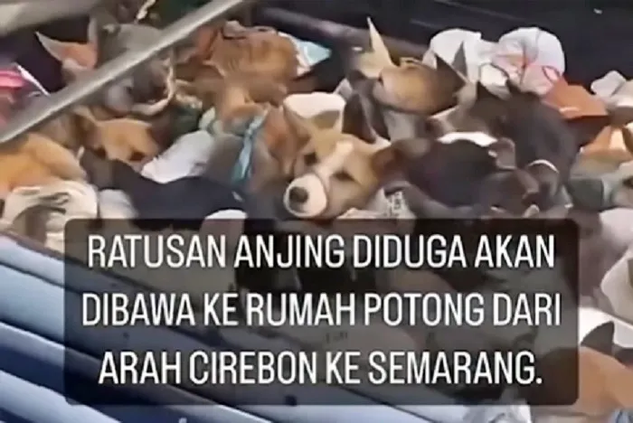 Viral Truk di Solo Angkut Banyak Anjing Diduga Hendak Dijagal