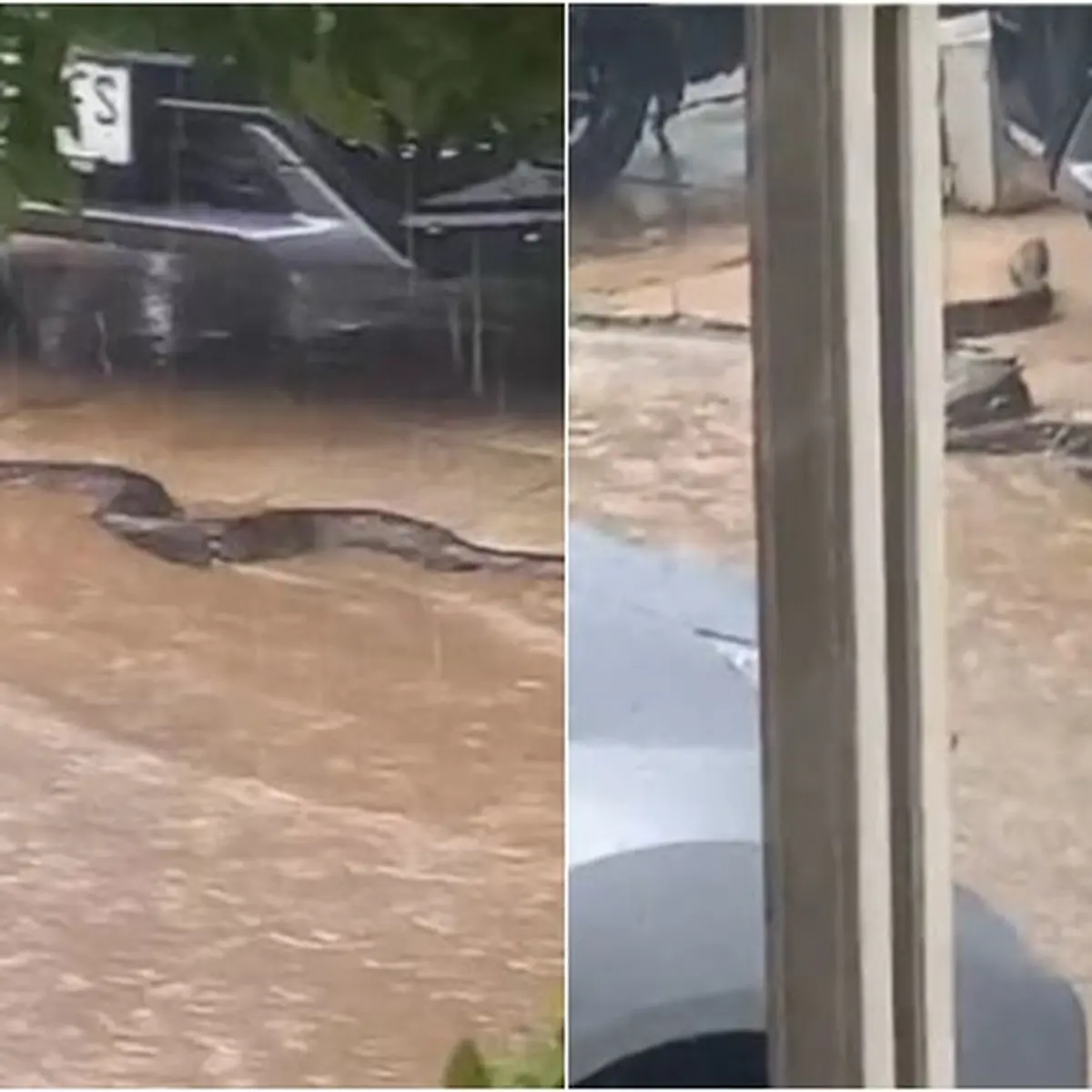 Viral Ular Piton Raksasa Merayap di Depan Rumah Warga saat Hujan, Bikin Ngeri