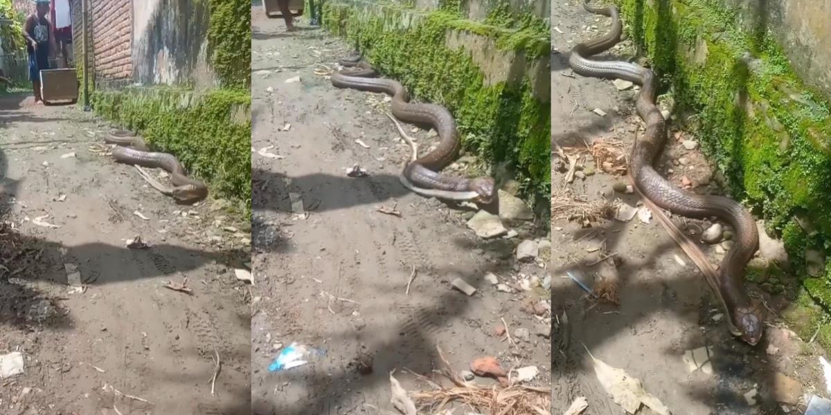 Viral Ular Piton Raksasa Merayap di Depan Rumah Warga saat Hujan, Bikin Ngeri