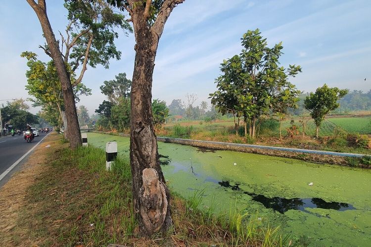 Viral Video Air Sungai Winongo Kecil di Bantul Berubah Jadi Hijau 