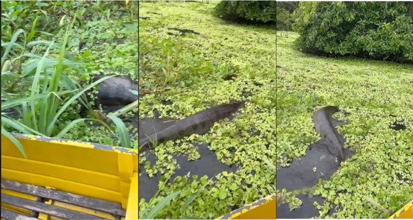 Viral Video Anaconda Segede Gaban Lewat Samping Sampan Super Tegang