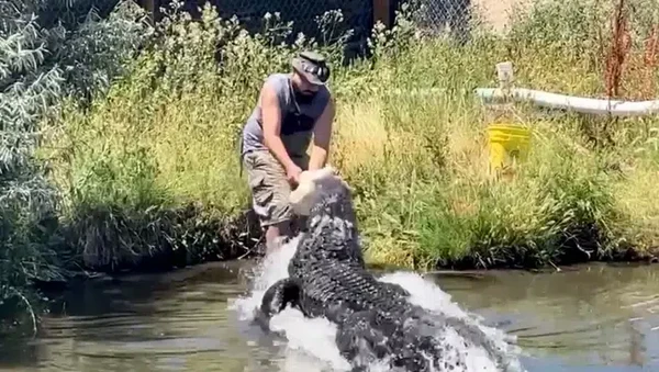 Viral Video Detik detik Pawang Nyaris Disantap Aligator Raksasa