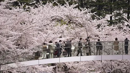 Viral Video Diduga Turis Indonesia Rusak Bunga Sakura di Jepang, Pahami Etikanya Biar Tidak Memalukan di Negeri Orang