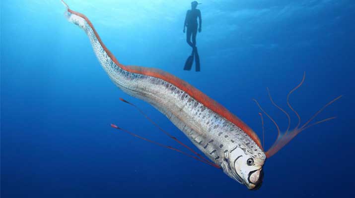 Viral Video Ikan Kiamat Muncul di Perairan Taiwan