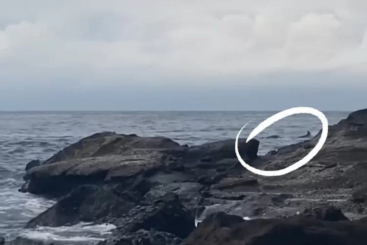 Viral Video Penampakan Lumba lumba di Pantai Papuma Jember
