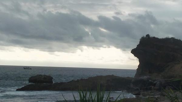 Viral Video Penampakan Lumba lumba di Pantai Papuma Jember