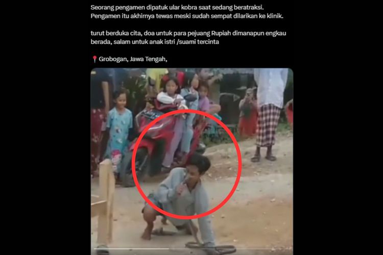 Viral Video Pengamen Digigit Kobra Saat Atraksi Korban Merasa Pusing Sebelum Tewas