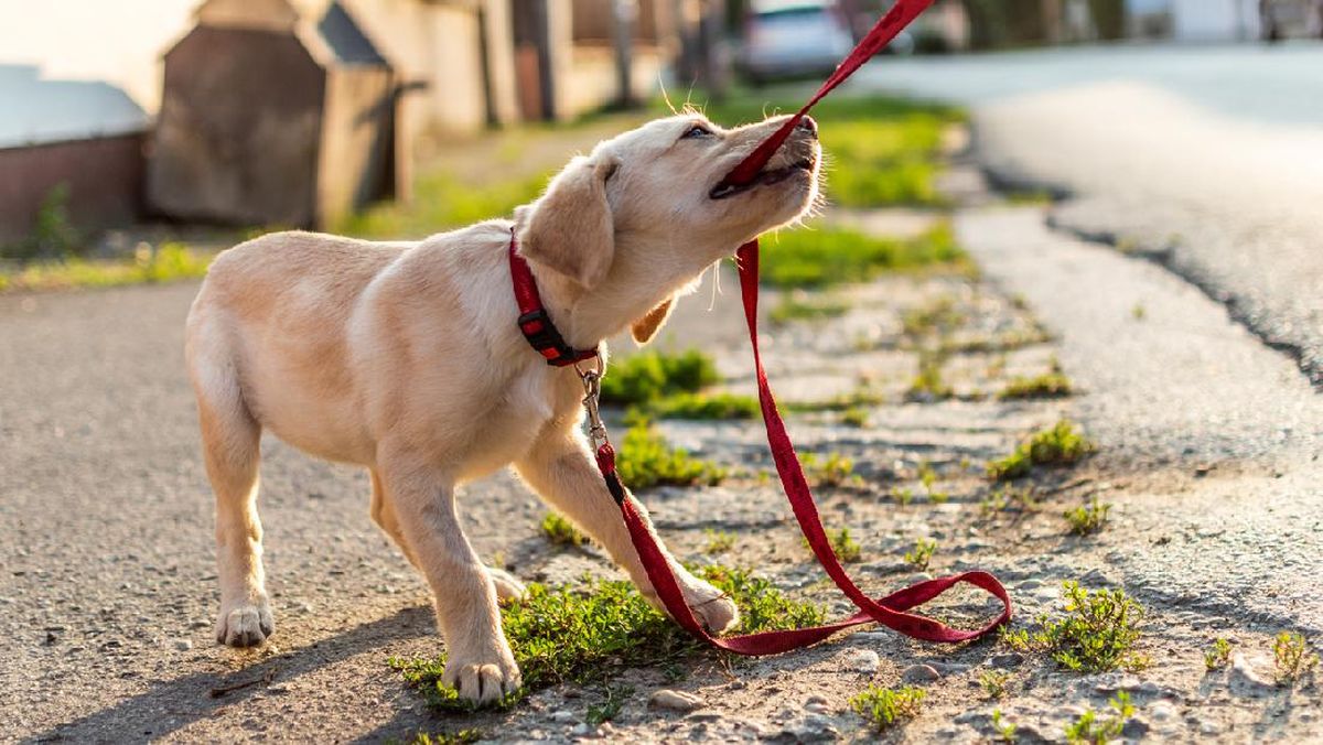 Viral Video Pria Bacok Anjing Lato Milik Tetangga di Solo