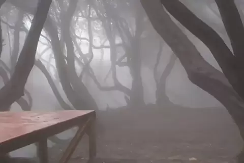 Viral Warung Makan di Tangkuban Parahu Punya Pemandangan Hutan Seperti di Film